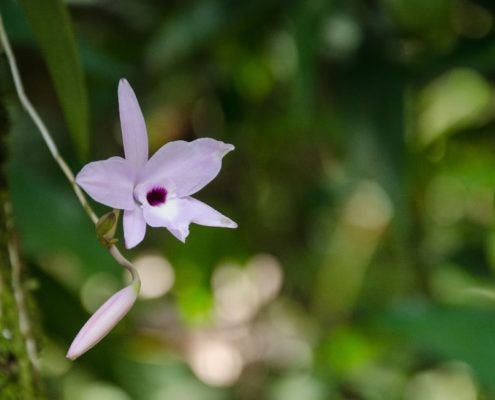 Orchid Garden La Fortuna Waterfall
